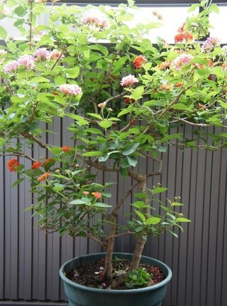 ランタナ 午後４時のブログ