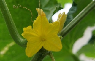 野菜の花は黄色が多い 午後４時のブログ