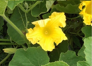 野菜の花は黄色が多い その 2 午後４時のブログ