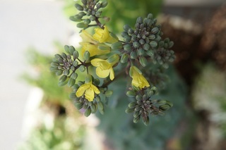 芽キャベツの花 午後４時のブログ