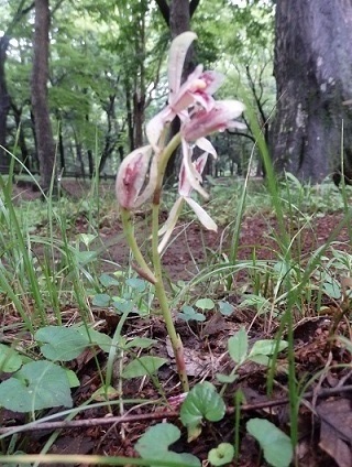 井の頭公園のマヤラン 午後４時のブログ