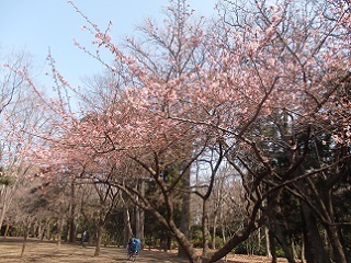 井の頭公園西園の河津桜 午後４時のブログ